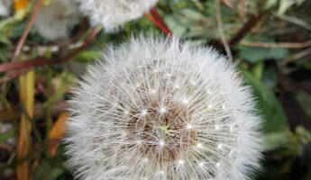 Dandelion seed head
